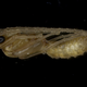 Image: Fox, E.G.P et al